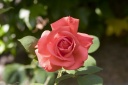 Une rose